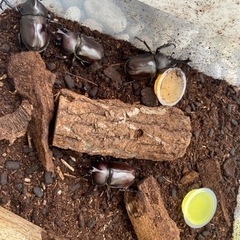 ※値下げ　カブトムシ　成虫の画像