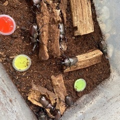 ※値下げ　カブトムシ　成虫の画像