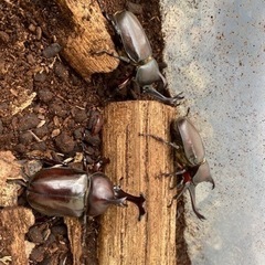 ※値下げ　カブトムシ　成虫