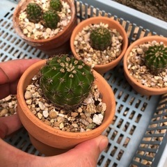 サボテン1鉢