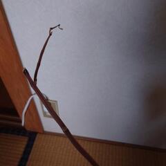 胡蝶蘭の画像