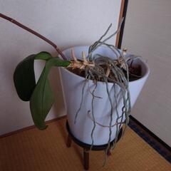 胡蝶蘭の画像