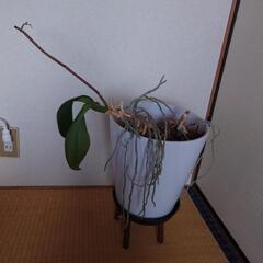 胡蝶蘭