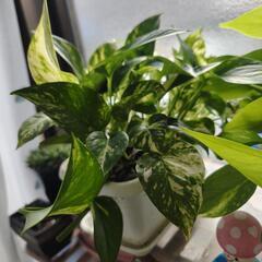 ゴールデンポトス　斑入りの画像