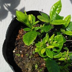 コクチナシの苗の画像