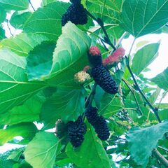 ☆桑葉☆無農薬☆１３０g強☆乾燥☆葉☆滋養強壮・むくみ・ダイエット・カルシュウム☆の画像