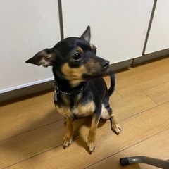 ミニピンとロンチーのハーフ - 犬