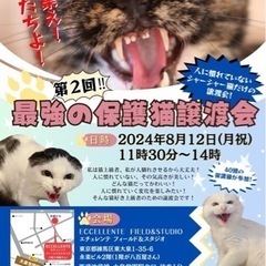 シャーシャー猫限定🐱⚡️‼︎最強の保護猫譲渡会💨
