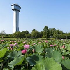 ７月２７日（土）無料シャトルバスでめぐる行田市１２万株の古代蓮と...