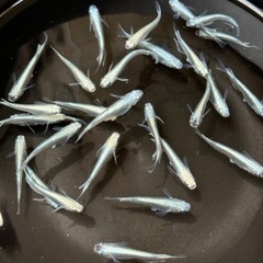 改良めだかミックス20匹1000円の画像