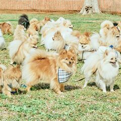 Pomeranian MEET UP 2024 - Pomera...