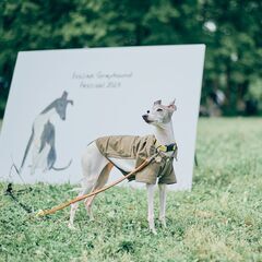 Italian Greyhound Festival 2024 ...