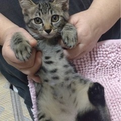 キジトラの👀がクリクリの女の子