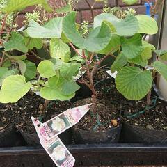 キウイの雄苗(孫悟空)スーパーゴールドの受粉樹です。複数あります。取りに来られる方の画像