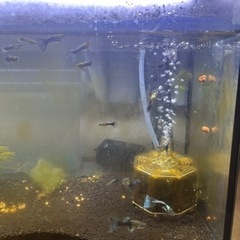 グッピー　国産　熱帯魚