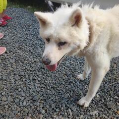 問い合わせ停止中秋田犬