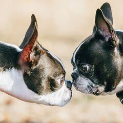 Boston Terrier Festival 2024 - B...