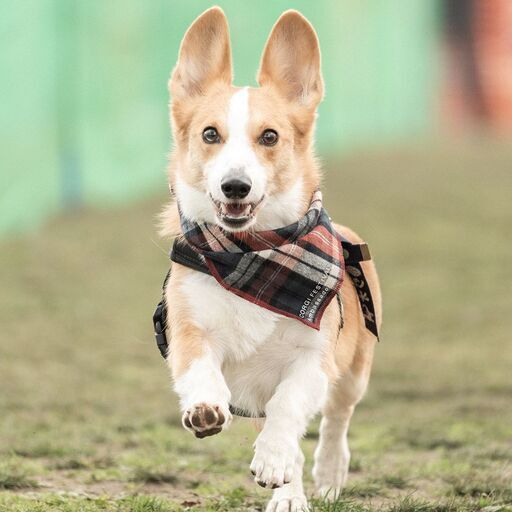 Corgi Festival 2024 - Welsh Corgi rooted in Great Britain
