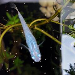 メダカ (深海)《卵》10個