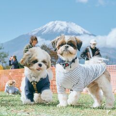 Shih Tzu Festival 2024 - Shih Tz...