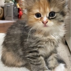 元気な　子猫ちゃん（女の子です）