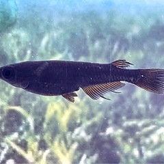 ⭐️お譲り先決定❗️⭐️
五式タイプＲ漆黒スワロー3匹（2㎝）の画像