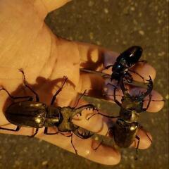 カブトムシ樹液採集仲間を募集！ - メンバー募集