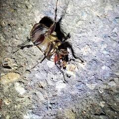 カブトムシ樹液採集仲間を募集！ - 札幌市