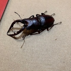ノコギリクワガタ♂♀ペアでいかがですか^_^