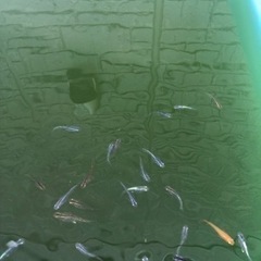 メダカの画像
