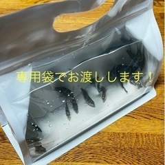 ブルータイガーパロット(ゼブラパロット)の画像