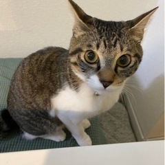 至急！行き場を失くしてしまった猫ちゃんの里親になってくれる方探し...