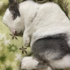 うさぎ