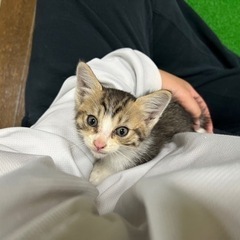 保護猫【生後1～2ヶ月くらい】多分オス♂