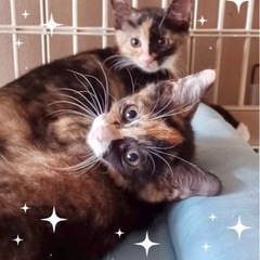 三毛mixサビのユウちゃん👭6ヶ月の賢いさんです🌟 - 猫