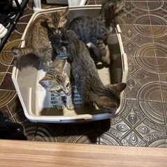 子猫譲ります