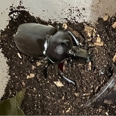 カブトムシ　ペアの画像
