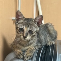 女の子　3ヶ月　片目はちょっと見えにくいです。