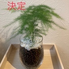 7/20受渡限定価格！残１点！　観葉植物　ハイドロカルチャー　多肉植物