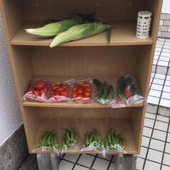 07/17収穫野菜の画像