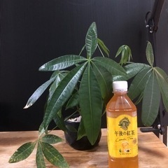 パキラ　横植えの画像