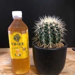 金鯱　サボテン