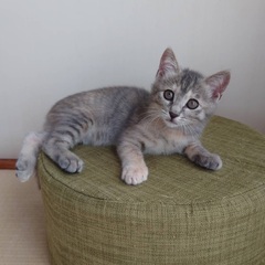 元気で明るい　ひまわりちゃん