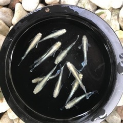 【メダカ】エメキン 1ペア
