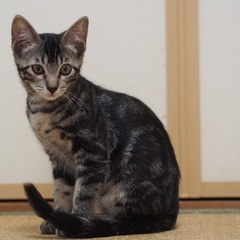 アメショー模様のアメグロ君とショウ君