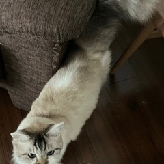 迷い猫探してます