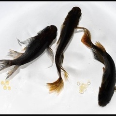 黑天幻龍×GOD現物