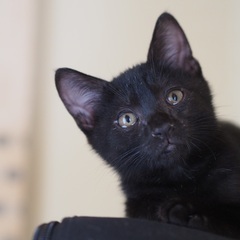 黒猫こぐま君