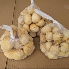新鮮　和歌山産　無臭ジャンボにんにく1キロ（ＬからＬＬサイズ）の画像
