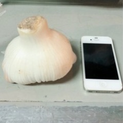 新鮮　和歌山産　無臭ジャンボにんにく1キロ（ＬからＬＬサイズ）の画像